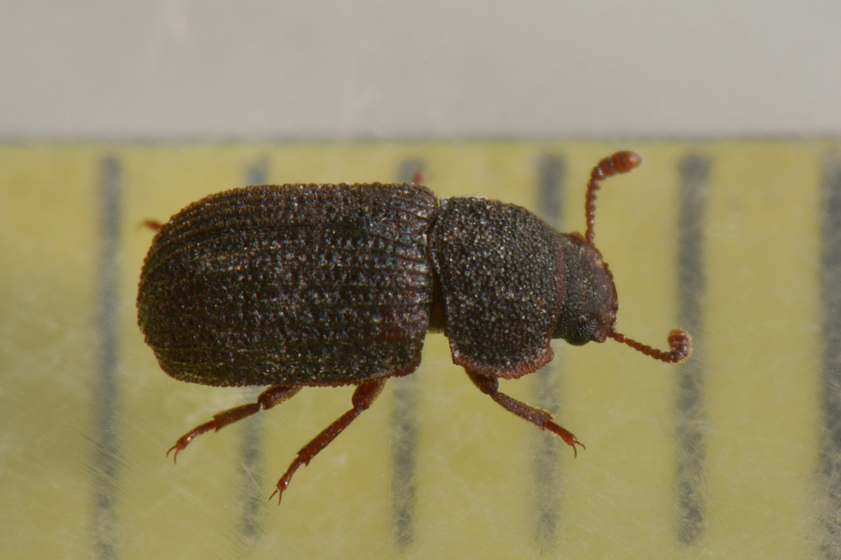 Tenebrionidae?  S !   Eledona agricola